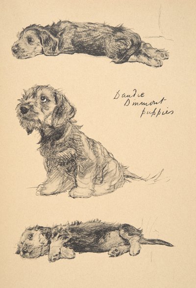 Dandie Dinmont Welpen, 1930, Illustrationen aus seinem Skizzenbuch verwendet für 